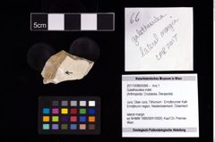 Foto (Objekt + Etikett) von Galatheoidea indet.  (NHMW-GEO-2017-0089-0066)